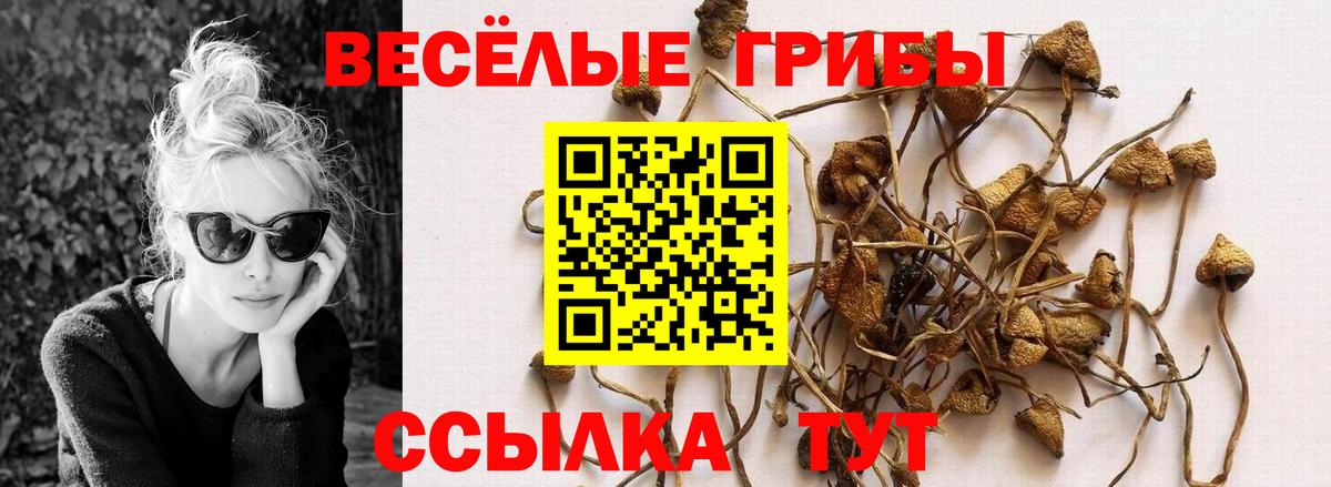 Галлюциногенные грибы Psilocybine cubensis Киржач